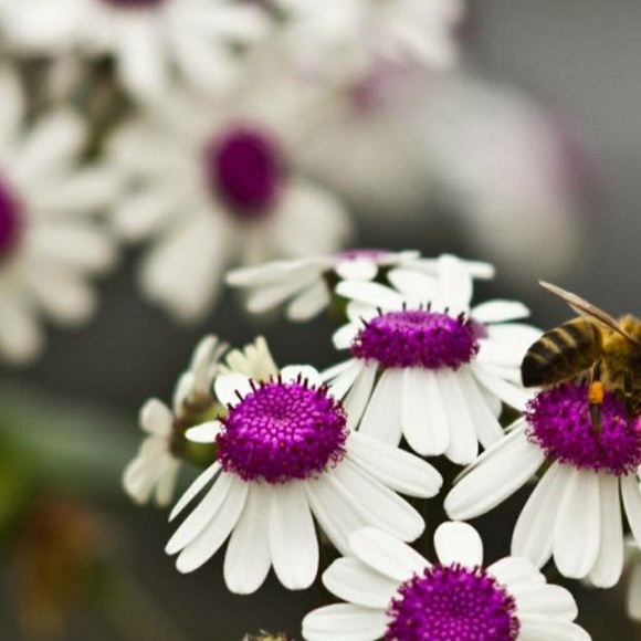 Meet your Posher, Rachel - Picture 1 of 1